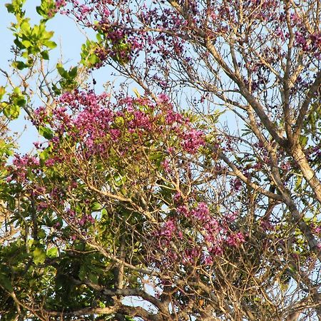 Hotel Fazenda Arara Azul Carolina  Eksteriør billede