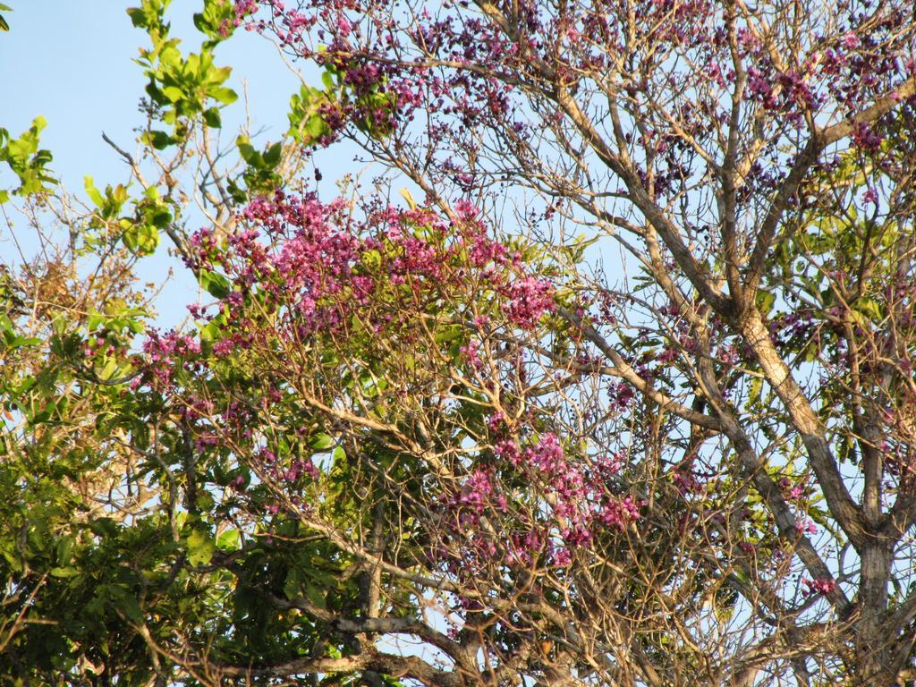 Hotel Fazenda Arara Azul Carolina  Eksteriør billede